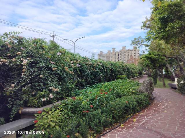 2026年10月08日蒜香藤花況-5