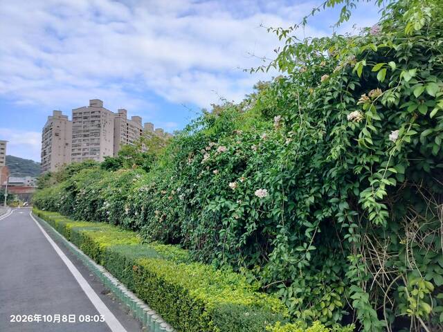 2026年10月08日蒜香藤花況-6