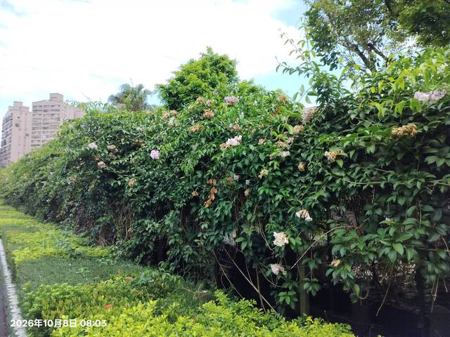 2026年10月08日蒜香藤花況-7