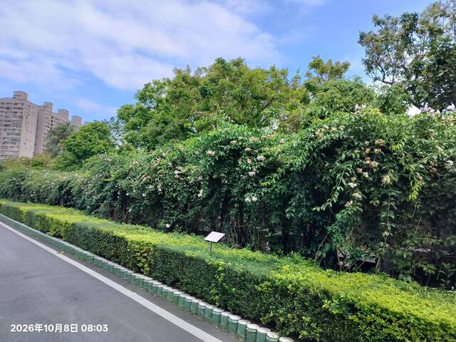 2026年10月08日蒜香藤花況-8