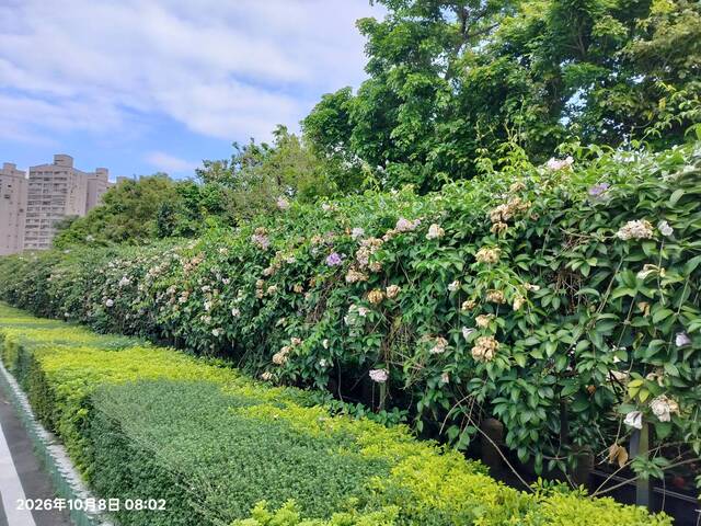 2026年10月08日蒜香藤花況-9