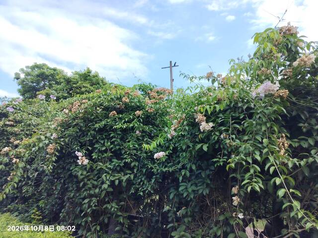 2026年10月08日蒜香藤花況-10