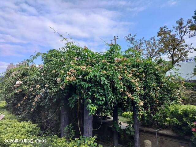 2026年10月08日蒜香藤花況-11