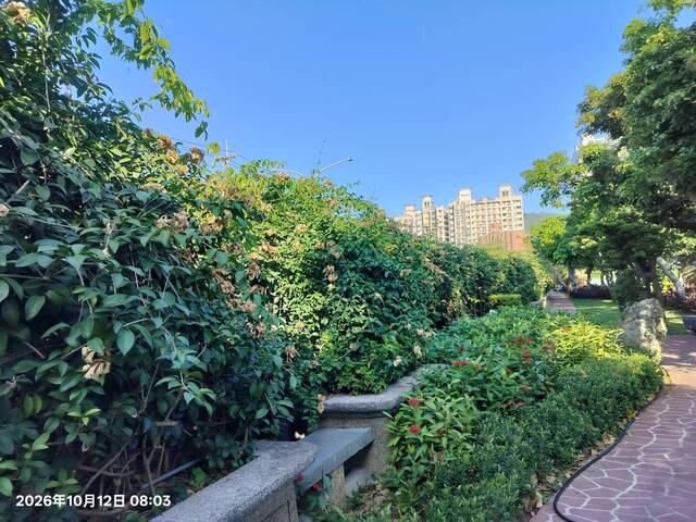 2026年10月12日蒜香藤花況-1（共9張照片）