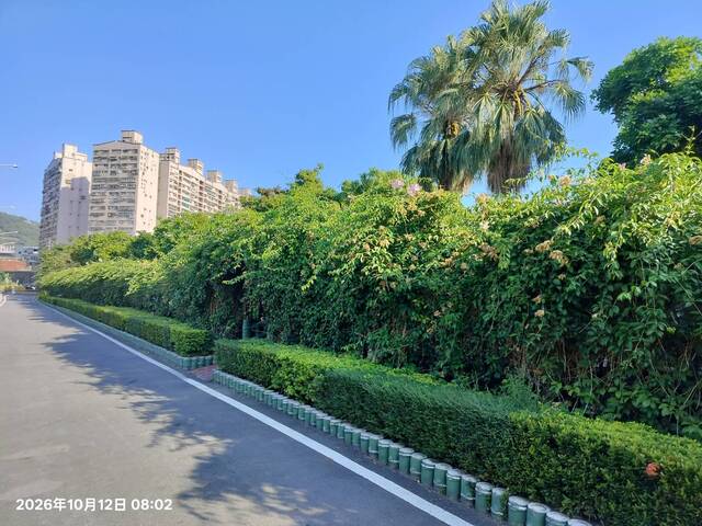 2026年10月12日蒜香藤花況-3