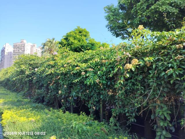 2026年10月12日蒜香藤花況-4