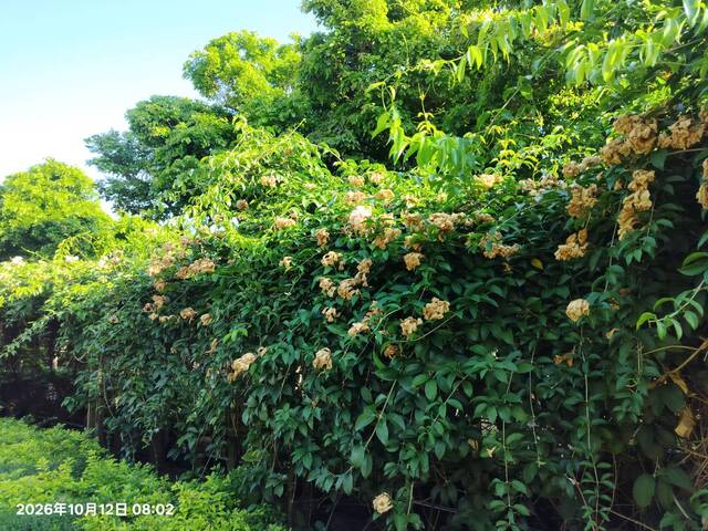 2026年10月12日蒜香藤花況-5