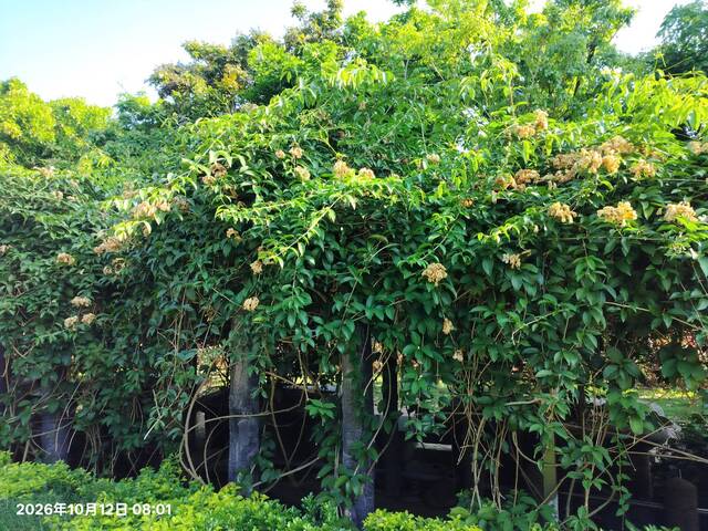 2026年10月12日蒜香藤花況-6