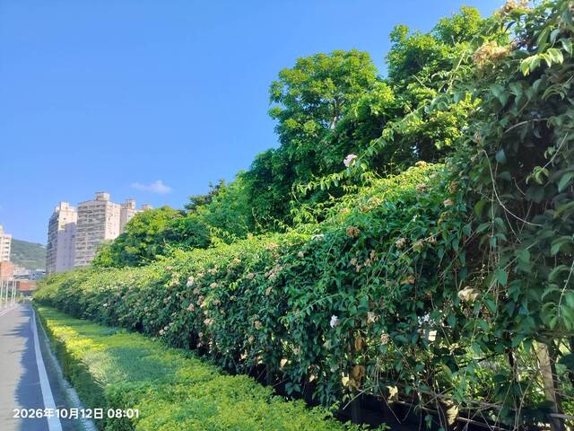 2026年10月12日蒜香藤花況-7
