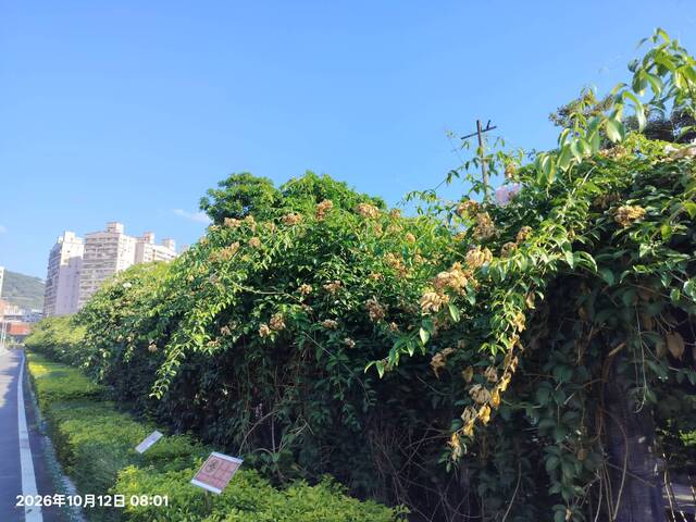 2026年10月12日蒜香藤花況-8