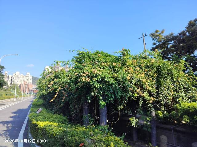 2026年10月12日蒜香藤花況-9