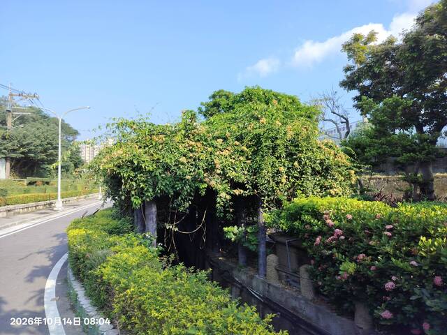 2026年10月14日蒜香藤花況-1（共10張照片）