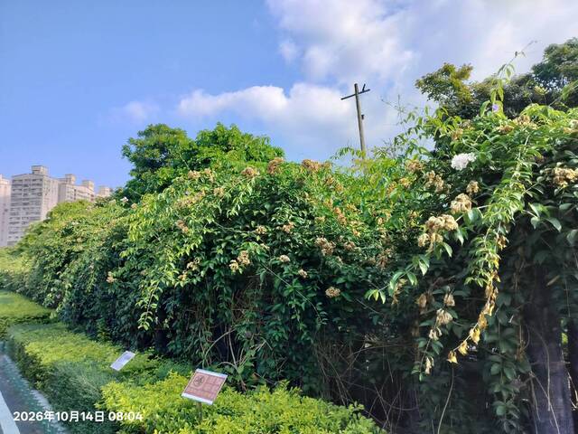 2026年10月14日蒜香藤花況-2