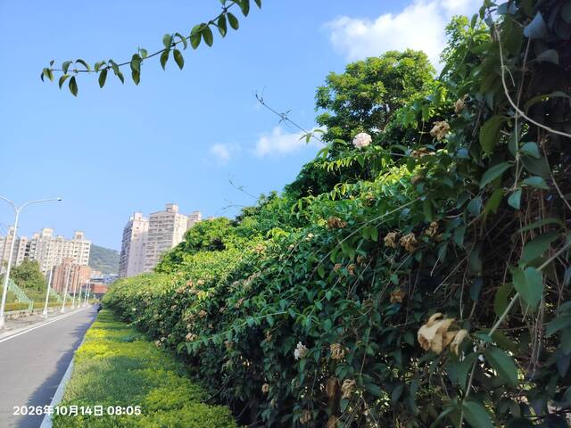 2026年10月14日蒜香藤花況-3