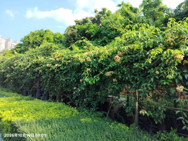 2026年10月14日蒜香藤花況-5