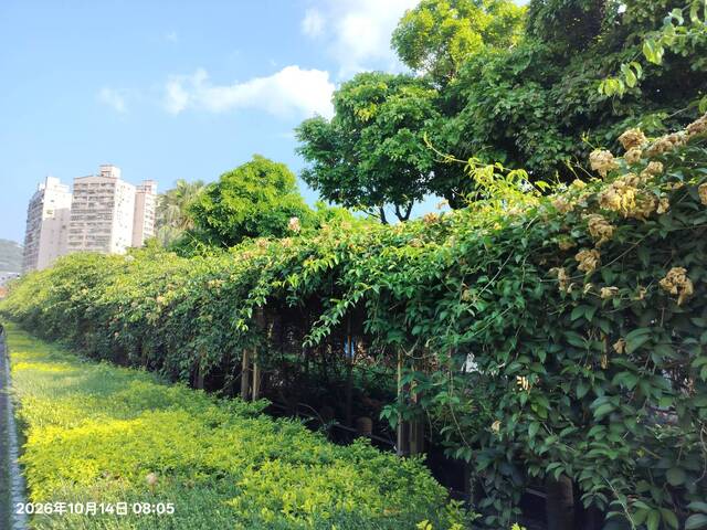 2026年10月14日蒜香藤花況-6