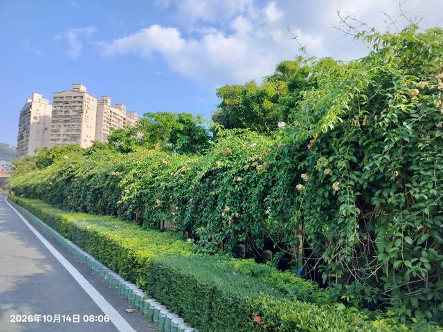 2026年10月14日蒜香藤花況-8