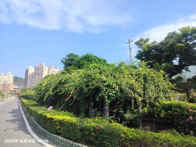 2026年10月16日蒜香藤花況-1（共11張照片）