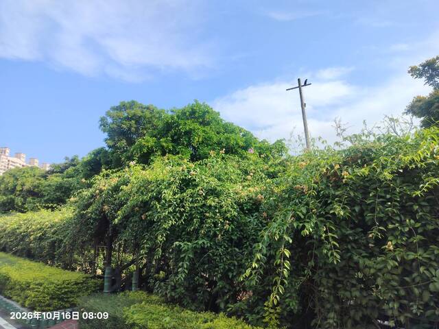 2026年10月16日蒜香藤花況-2