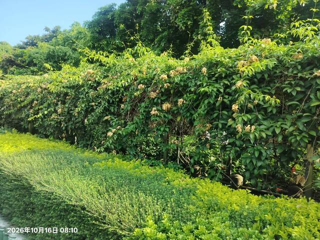 2026年10月16日蒜香藤花況-4