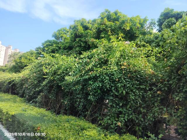 2026年10月16日蒜香藤花況-6