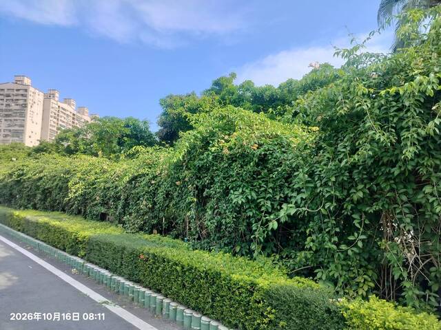 2026年10月16日蒜香藤花況-9