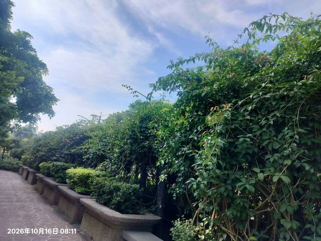 2026年10月16日蒜香藤花況-10