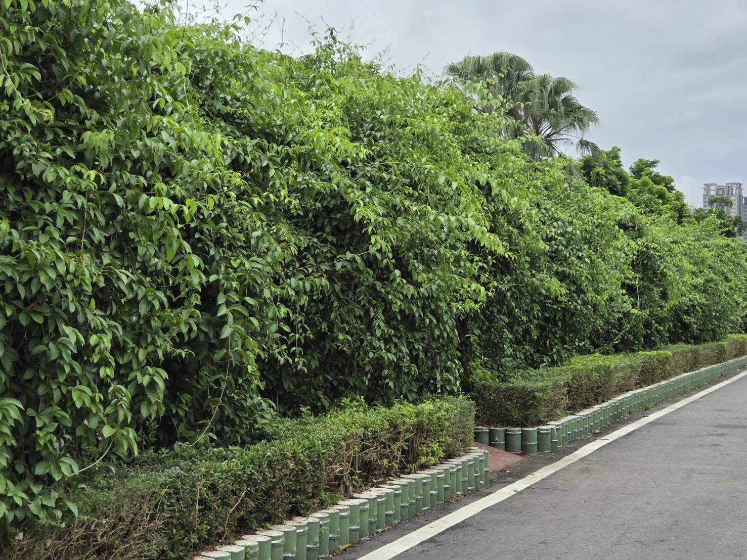 2025年10月27日蒜香藤花況