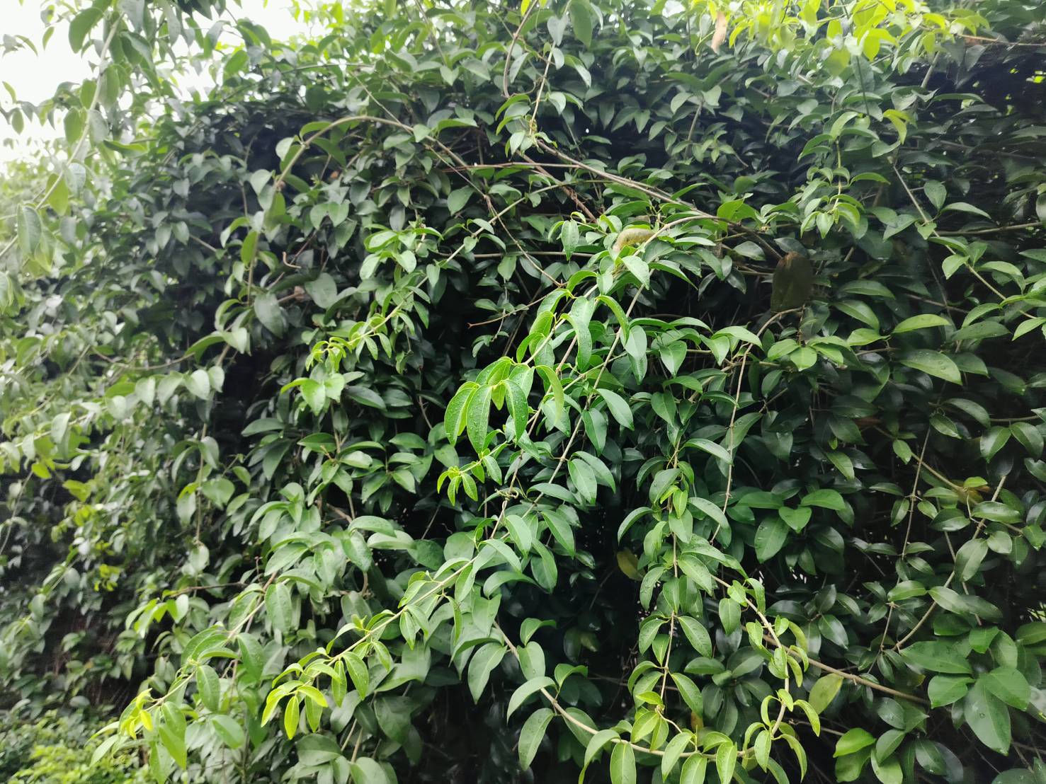 2025年10月28日蒜香藤花況