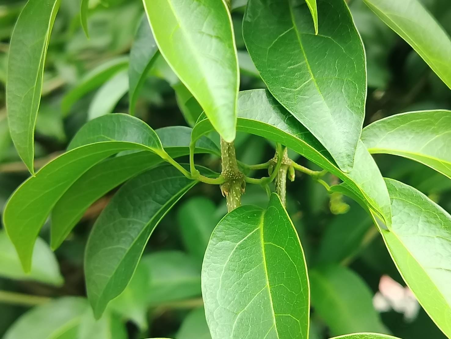 2025年10月29日蒜香藤花況