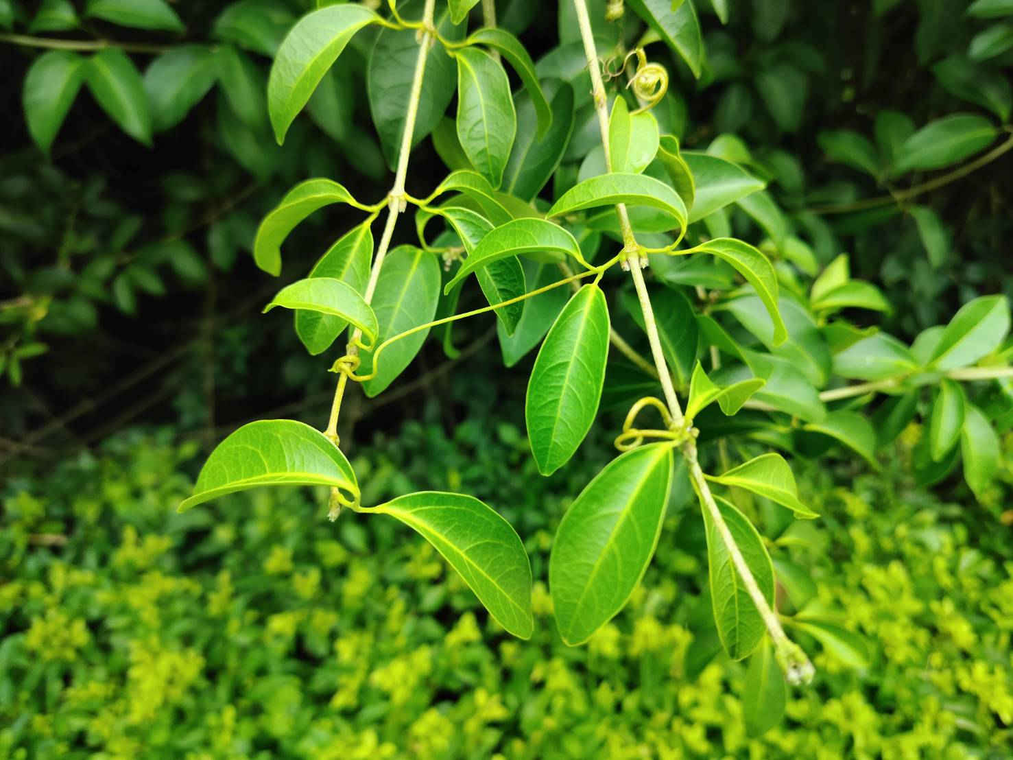 2025年10月31日蒜香藤花況