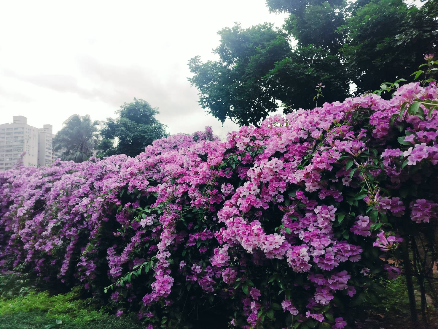 2025年11月21日蒜香藤花況