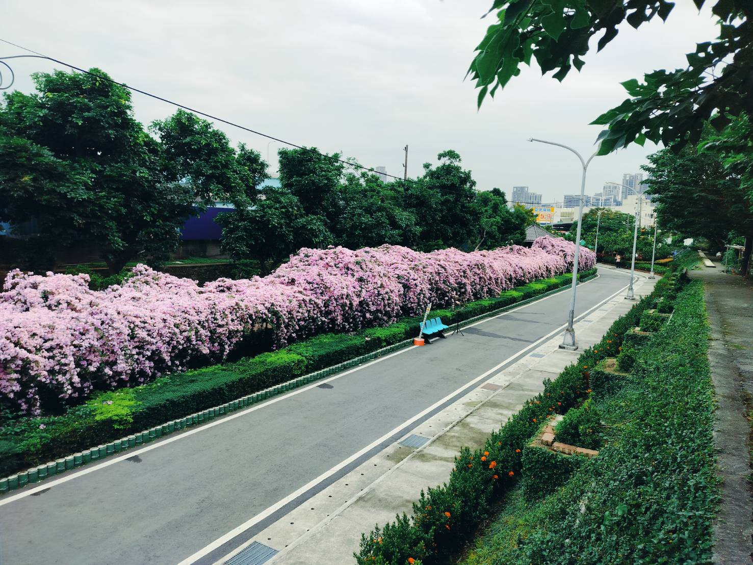 2025年11月25日蒜香藤花況