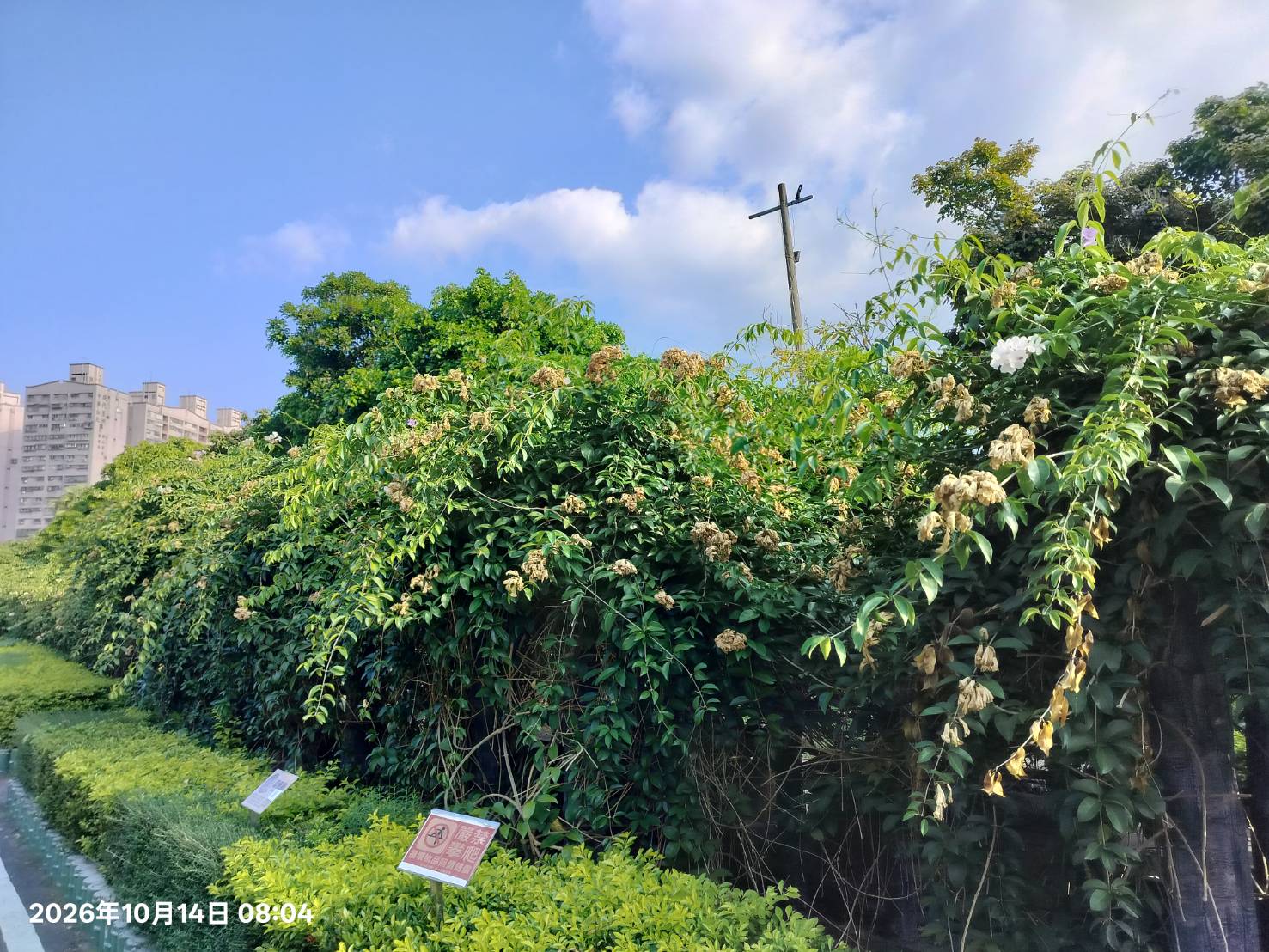 2026年10月14日蒜香藤花況