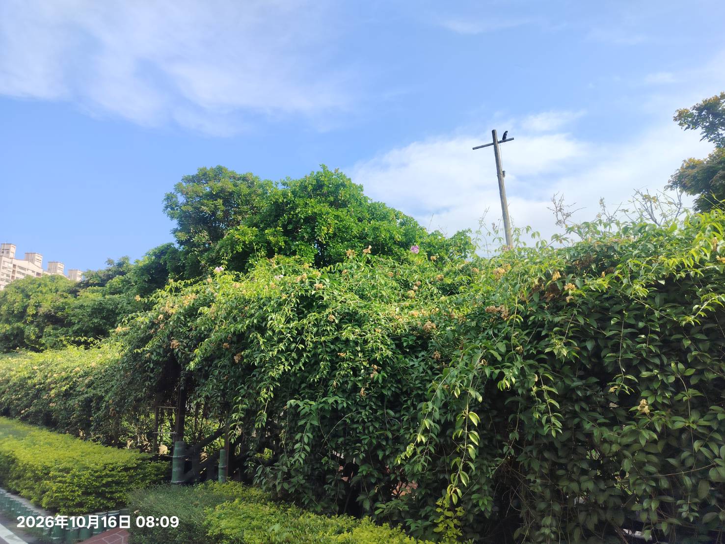 2026年10月16日蒜香藤花況