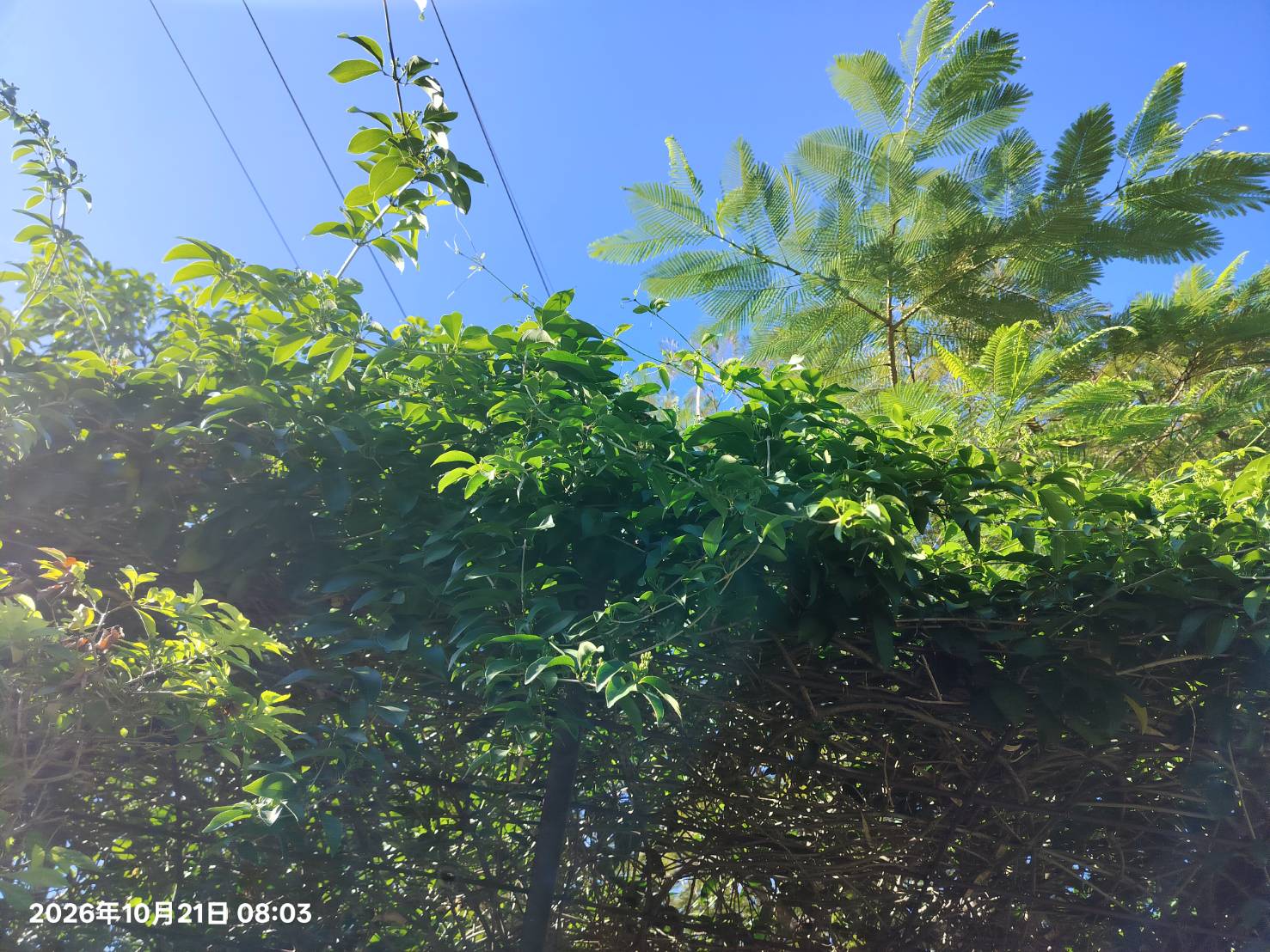 2026年10月21日蒜香藤花況
