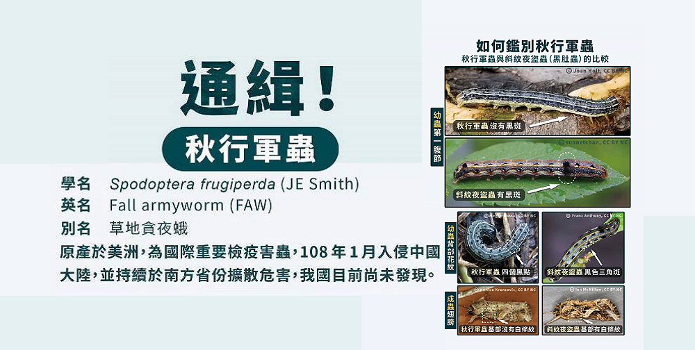 通緝「秋行軍蟲」全民大作戰(另開視窗)