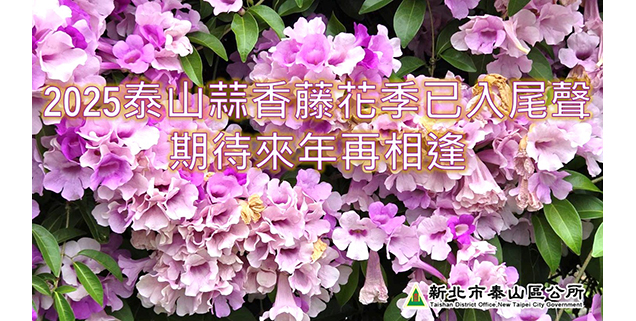 2025泰山蒜香藤花季已入尾聲，期待來年再相逄(另開視窗)